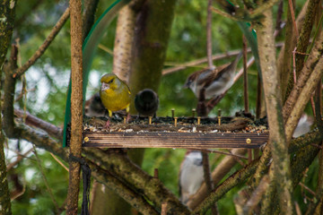 Closeup of Hawfinch with seeds in its beek in a feeder