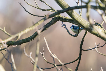 Cyanistes caeruleus - Eurasian blue tit sitting on a branch.