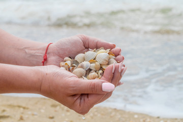 A handful of seashells are in women's palms. Beach vacation concept