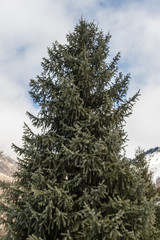 winter mountain landscape with clouds and firs
