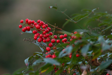 Close-up of a red fruit bush on unfocused background. Beautiful natural background