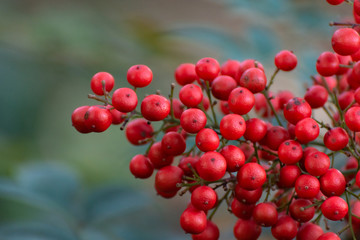 Close-up of a bush of red berries. Beautiful natural background