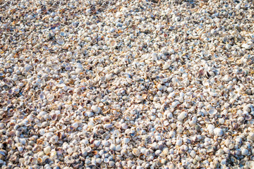 There are many sea shells on the beach. Abstract background
