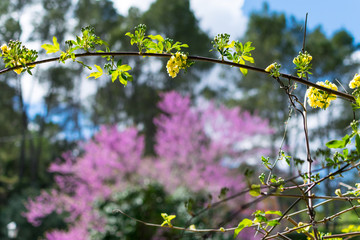 Natural frame of branches on a background of purple flowers out of focus. Beautiful natural background