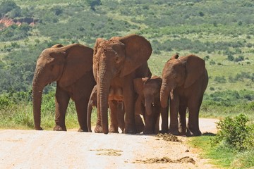 large family of elephants walking up a small hill