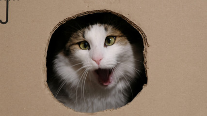 Funny cat gnaws a cardboard box with a hole to enter inside, yawns like a lion