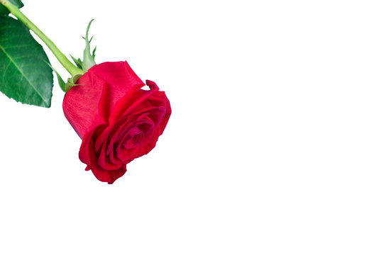 red rose on a white background.from isolate