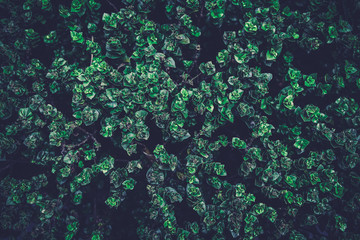 Dark Green leaf pattern on the surface.Top view