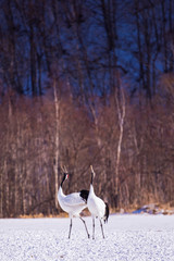 Dancing of the red crowned cranes (Grus japonensis) in Winter, Hokkaido, Japan.
