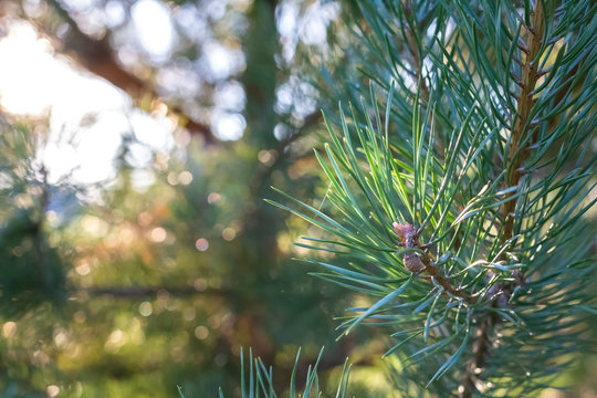 Evergreen branch pine tree