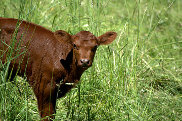 Calf in pasture