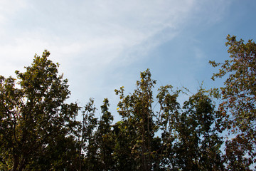 Obraz na płótnie Canvas green leaf and sky