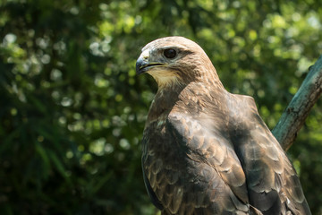 Peregrine Falcon portrait while sitting on a branch