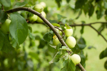 zielona jabłka na tle liści