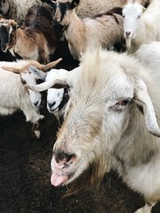 group of goats