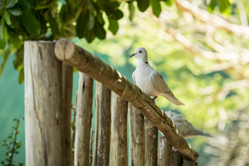ring necked dove sitting on a wooden railing
