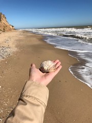 shell on hand on beach