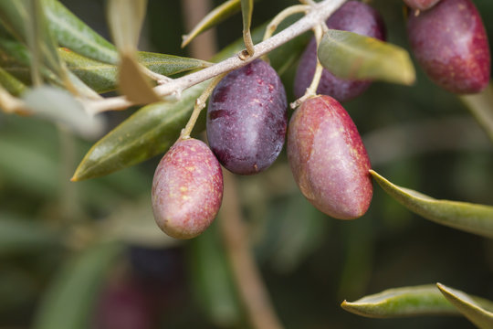Detail of picual olives in the tree