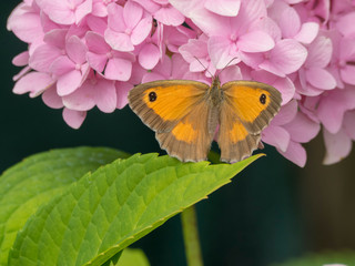 Pyronia tithonius - Papillon l'Amaryllis ou Satyre butinant ailes ouvertes sur fleur d'hortensia