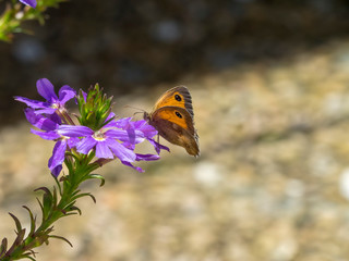 Pyronia tithonius - Papillon l'Amaryllis ou Satyre butinant sur une fleur