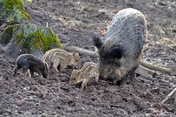 Wildschweine