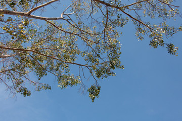 green leaf of treetop and sky
