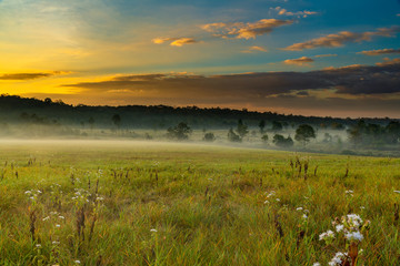 Fototapeta na wymiar Beautiful morning mist hangs low over a grassland and trees with beautiful sunlight and clouds formation