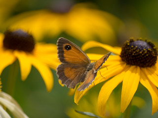 Pyronia tithonius - Papillon l'Amaryllis ou Satyre posé ailes ouvertes sur fleur de rudbeckia