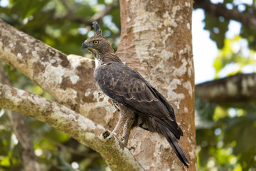 bird of prey