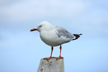 Mouette