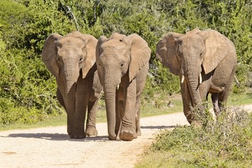 Small family of African elephants on a gravel road
