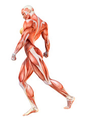 3D Rendering Female Anatomy Figure on White