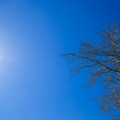 The sun is in the sky. The branches of the poplar against the bl