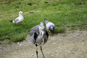 Heron in park