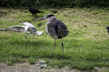 Heron in park
