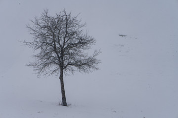 Fototapeta na wymiar Baum in winterlichen Landschaft mit Schneefall