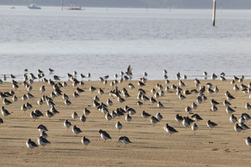 oiseau sur le bassin d'arcachon