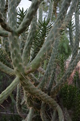 Eve's pin - Eve's needle cactus - Austrocylindropuntia subulata