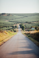 Road through Olives