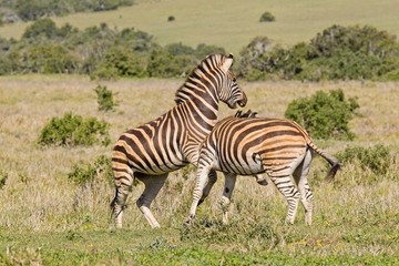 Fototapeta na wymiar Two zebras playing with each other in a national park