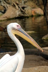 pelican, bird, water, nature, white, wildlife, beak, animal, wild, birds, valencia, zoo, fauna, pelecanus,