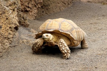 turtle, tortoise, animal, reptile, slow, nature, wildlife, valencia, zoo, big, galapagos, fauna, walking, 