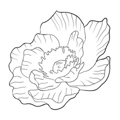coloring flower bloom japanese anemone. illustration