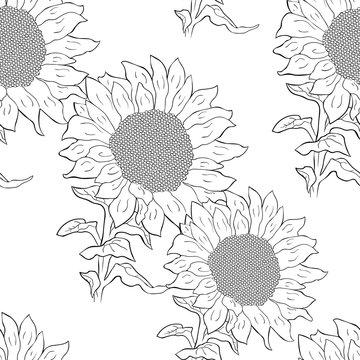 seamless pattern  sunflower flower with seeds.  illustration