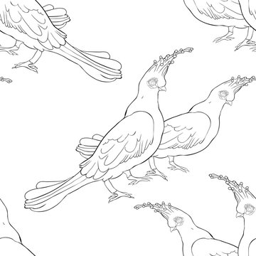 seamless pattern Turako Livingston Bananoed Tropical Parrot.  illustration