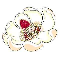 Magnolia obovate flower in bloom. illustration