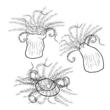 the Tubastraea solar coral underwater. illustration