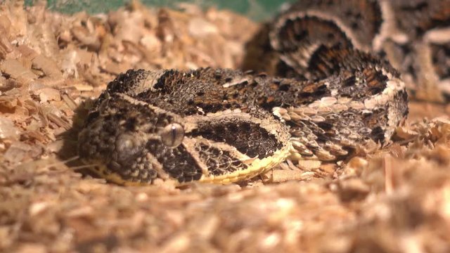 Odessa, Ukraine - 24th of June, 2017: 4K At the exhibition of dangerous snakes - Close up glance of puff adder