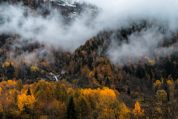 Fototapeta premium Misty forest in the valley of Gressoney near Monte Rosa during autumn