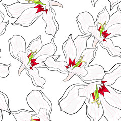 seamless pattern  Gladiolus Acidanthera flower natural.  illustration